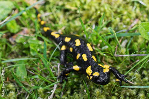 Fire salamander (Salamandra salamandra) in a nature