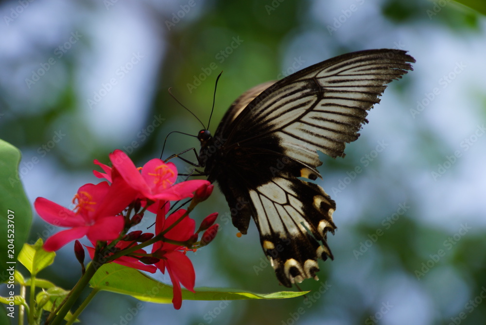 Schmetterling