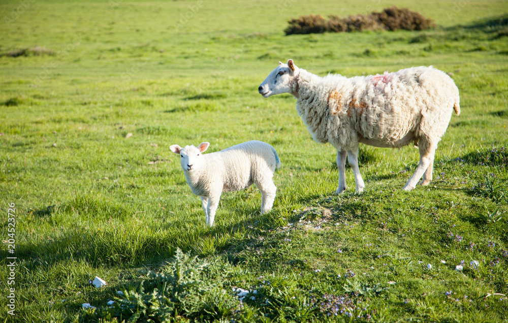 Fototapeta premium Sheep family portrait