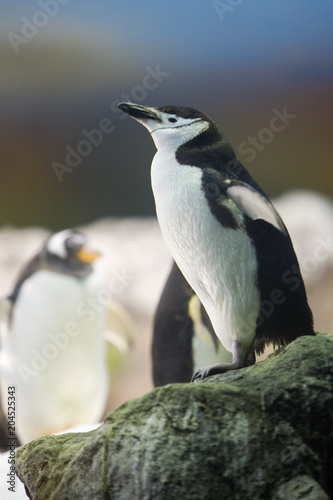 Pygoscelis antartica - Pinguino dell'Antartide
