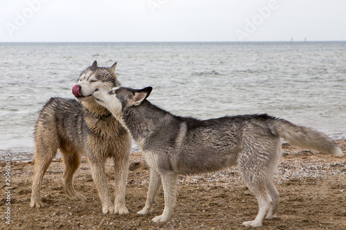 Couple of husky dogs playing on seaside