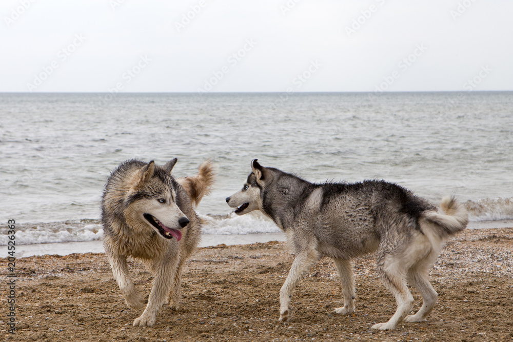 Couple of husky dogs playing on seaside Couple of husky dogs playing on seaside