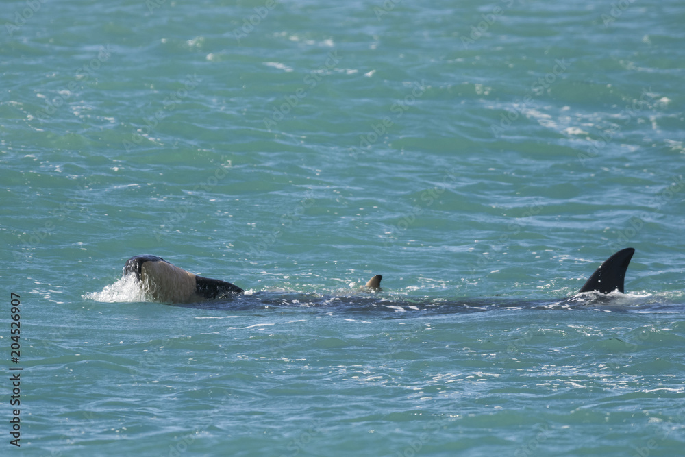 Fototapeta premium Orca Family, Patagonia Argentina