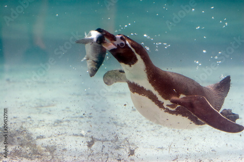 Spheniscus humboldti - Pinguino di Humboldt photo