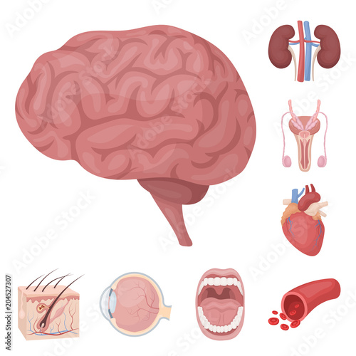 Internal organs of a human cartoon icons in set collection for design. Anatomy and medicine vector symbol stock web illustration.