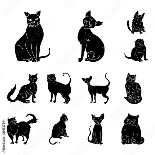 Breeds of cats black icons in set collection for design. Pet cat vector symbol stock web illustration.