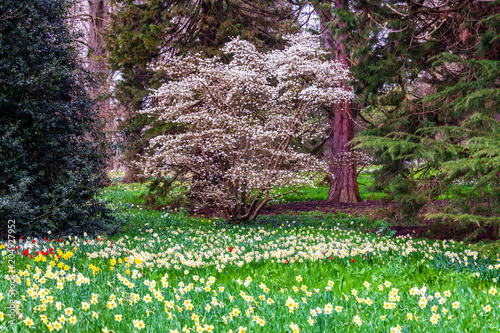 Fototapeta Naklejka Na Ścianę i Meble -  Blooming summer field