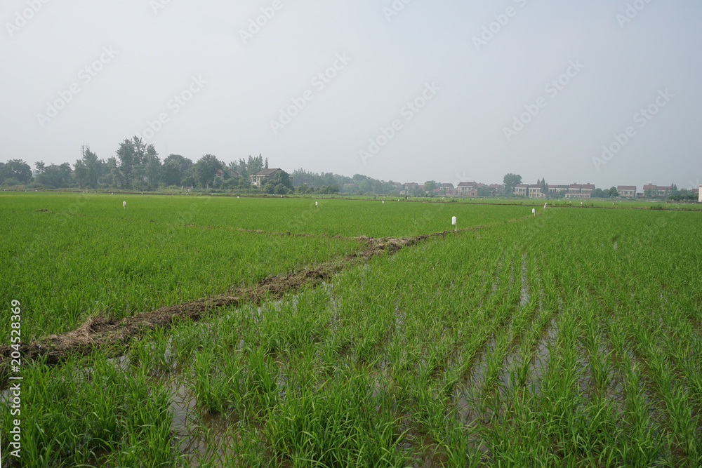 Chinese rice green and high yield demonstration county base scene. Chinese rice green and high yield demonstration county base scene.