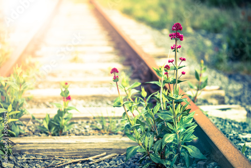 Wild Flowers blooming on overgrown and abandoned train tracks with lens flare effect background