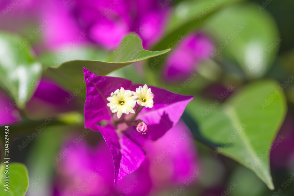 Bougainvillea flowers texture and background. Bougainvillea flowers texture and background.