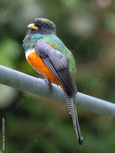 Trogon aurantiiventris - Trogone ventrearancio photo