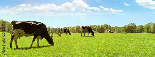 Kühe auf der Weide photo