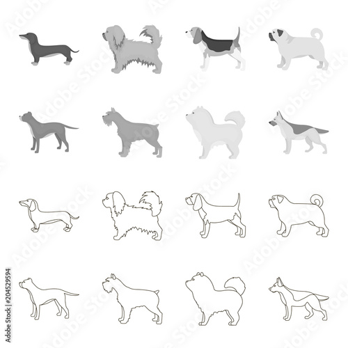 Pit bull, german shepherd, chow chow, schnauzer. Dog breeds set collection icons in outline,monochrome style vector symbol stock illustration web. photo