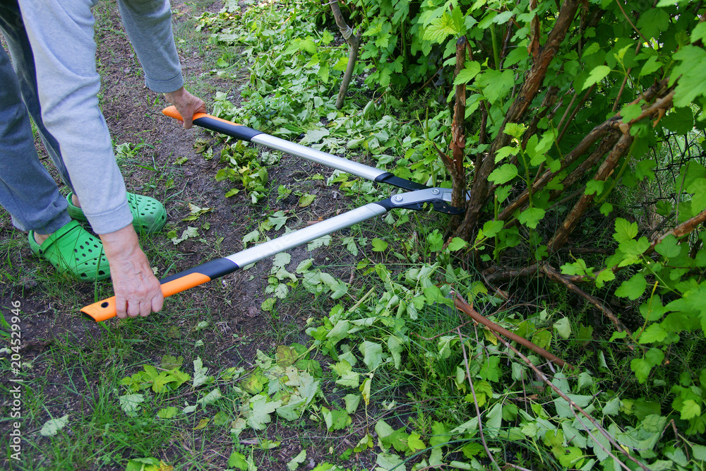 Obraz premium Cut with bypass lopper old shoots of shrubs / Physocarpus opulifolius /