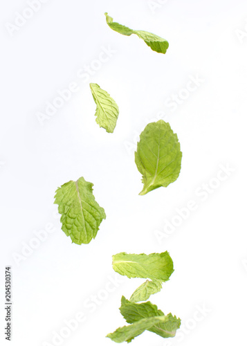 Fresh mint isolated on white background