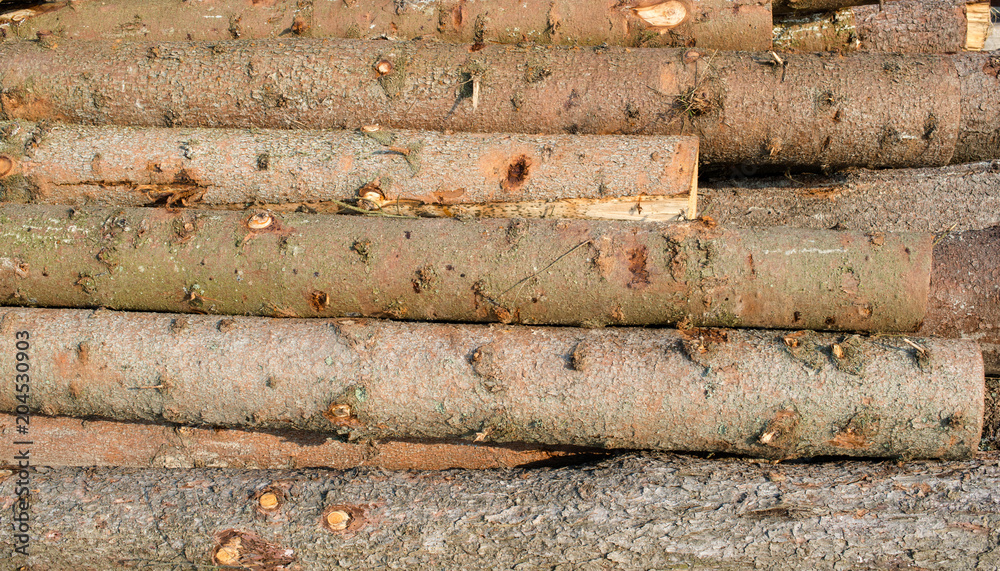 Timber harvesting. Pile of cut fir logs Timber harvesting. Pile of cut fir logs
