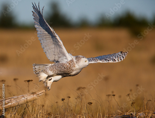 Takeoff - Snowy Owl Launches into Flight