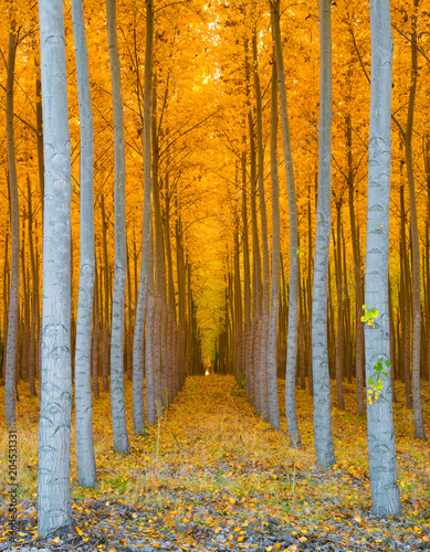 Tree Tunnel - Rows of Poplar Trees Golden Yellow Autumn Colors