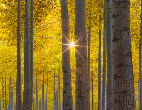 Sun star shining through golden yellow autumn forest