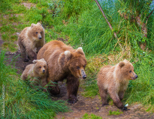 Grizzly mother and cubs walking in Alaska