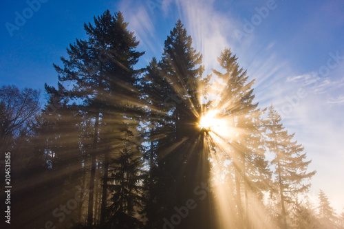 Rays of Light in Forest - Foggy Sunrise