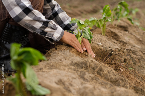 Sweet potato plantation, Growing sweet potato to soil by expert Japanese farmer