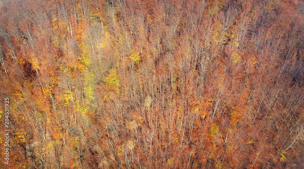 Aerial landscape - autumn trees