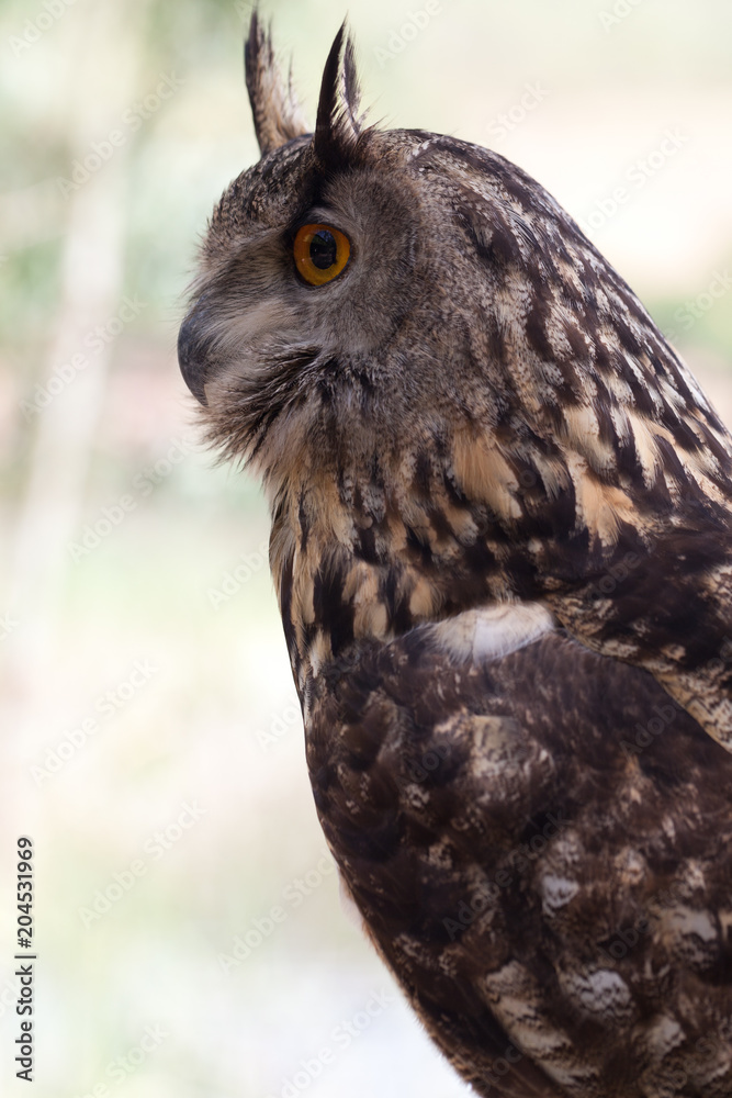 Fototapeta premium búho de ojos grandes