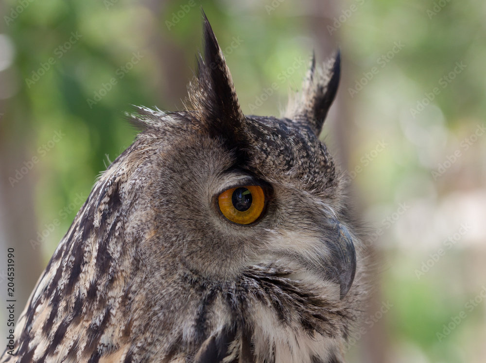 Fototapeta premium búho de ojos grandes