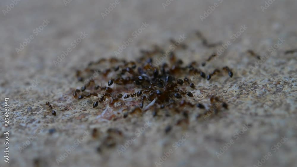 ants eating dead insect ants eating dead insect