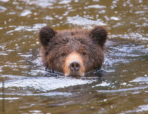 Grizzly bear cub in river