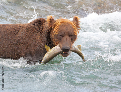 Grizzly bear catches fish in Alaska