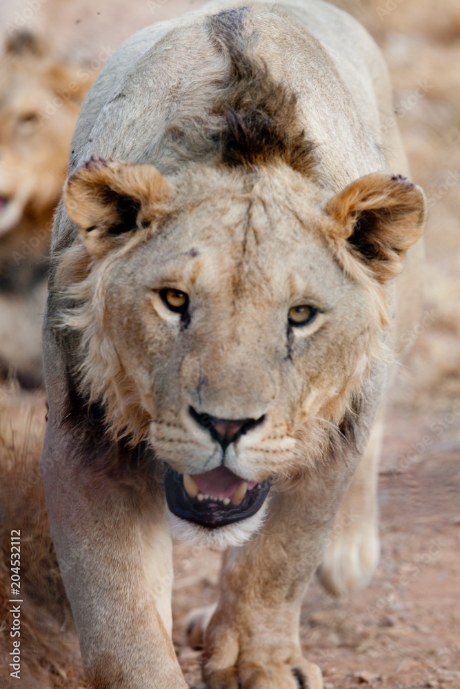 Fototapeta premium leon