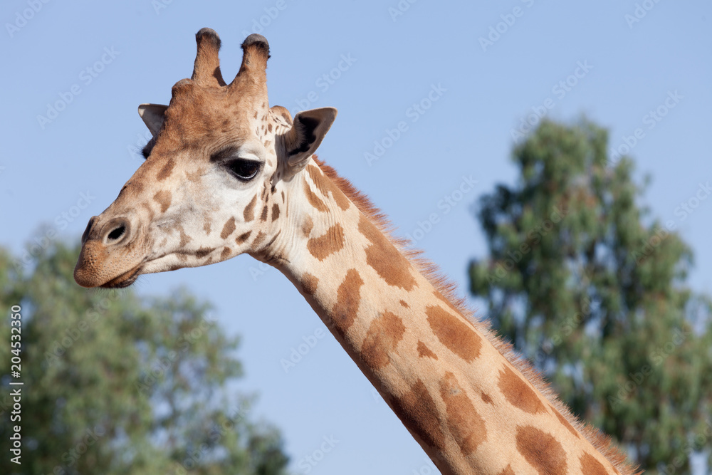 girafa girafa
