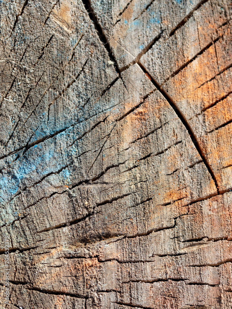 Multicolored tree stump as an abstract background Multicolored tree stump as an abstract background