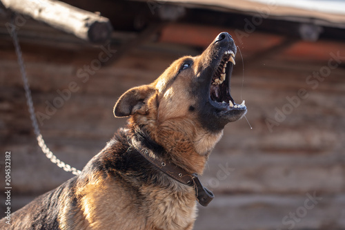 Fototapeta Naklejka Na Ścianę i Meble -  An angry dog barks near the house