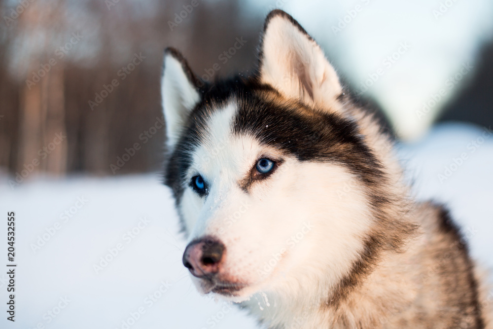 Portrait of Siberian Husky dog black and white colour with blue eyes in the snow field at sunset