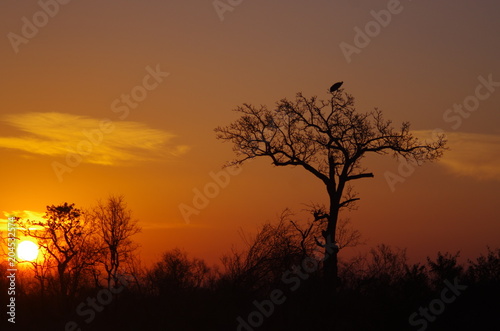 coucher de soleil africain © mariechristine