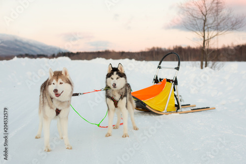 Bilde på lerret Two dogs breed Siberian husky have a rest after sledding at sunset in winter
