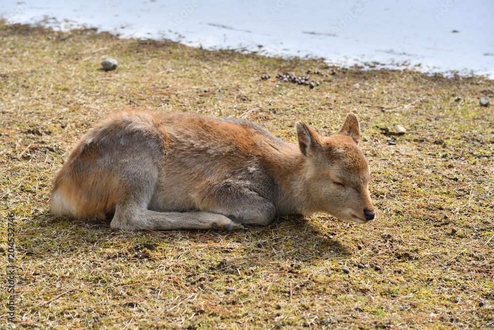 Fototapeta premium Sleeping Little Deer