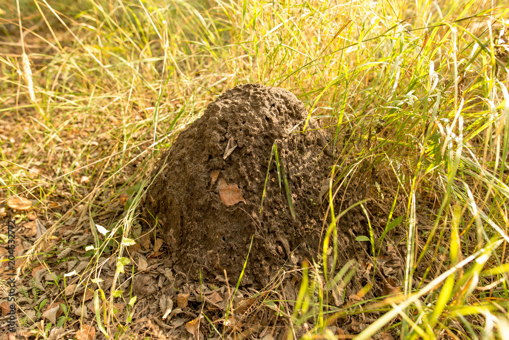 Anthill in the forest Anthill in the forest