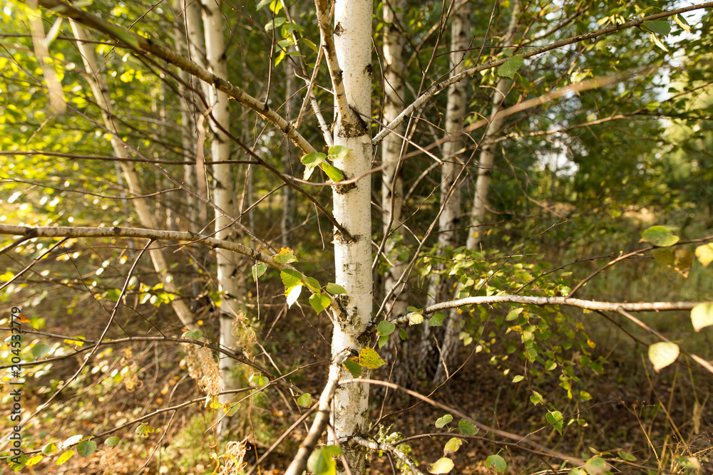 Birches in the open air in the forest Birches in the open air in the forest