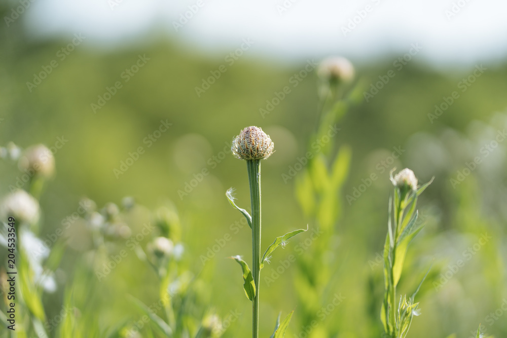 Flower thistle before opening on a sunny spring day in Texas Flower thistle before opening on a sunny spring day in Texas