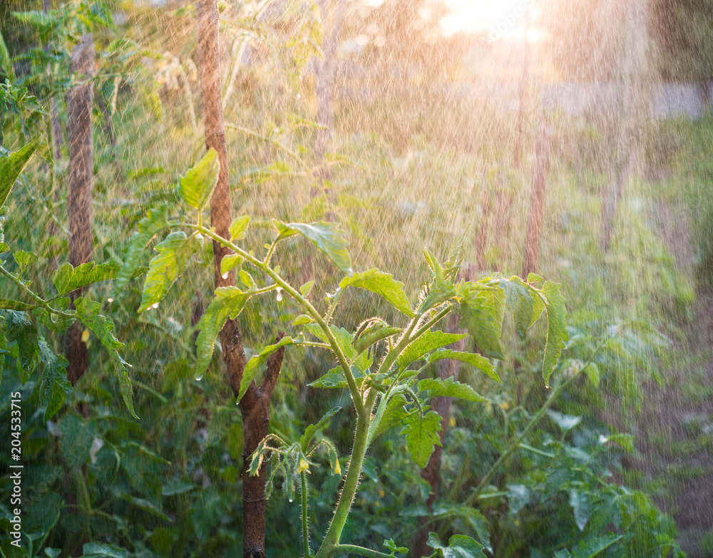 Obraz premium Spraying water over young tomatoes