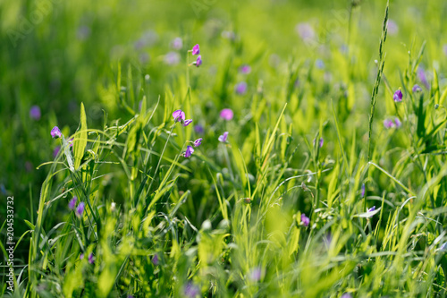 Little purple flowers on a meadow on a sunny May day in Texas
