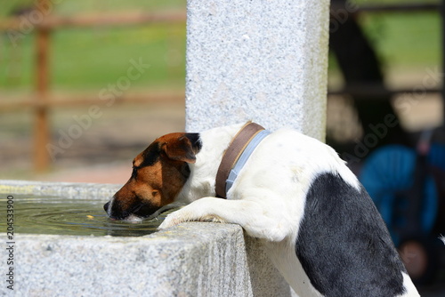 Selbstversorger, süßer kleiner Terrier säuft aus einem Brunnen photo