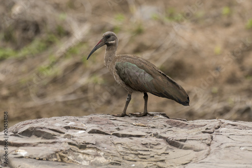 Ibis hagedash,.Bostrychia hagedash ,Hadada Ibis, Afrique du Sud photo