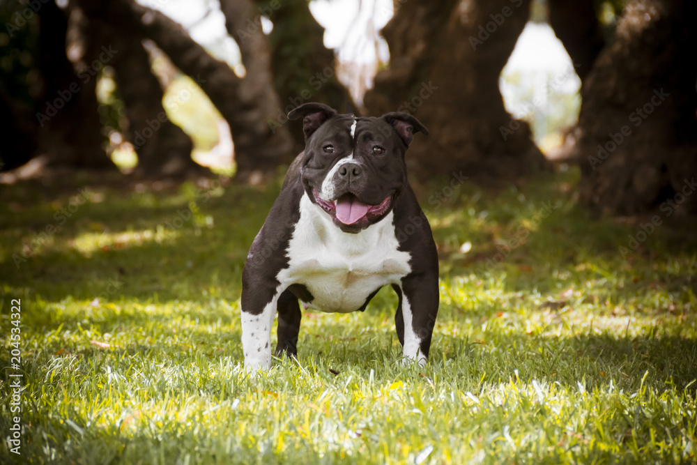  a white bully american dog with black standing on the grass with trees in the background
