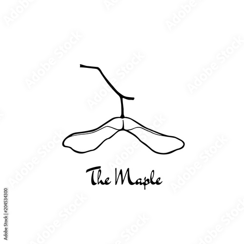 Hand drawn maple seed