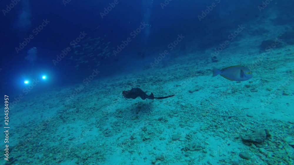 Female scuba diver and stingrays. Pink whipray - Himantura fai and Round ribbontail ray - Taeniura meyeni, Indian Ocean, Maldives
Female scuba diver and stingrays. Pink whipray - Himantura fai and Round ribbontail ray - Taeniura meyeni, Indian Ocean, Maldives